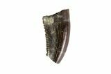 Partial Saurornitholestes Raptor Tooth - Montana #71215-2